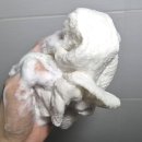 바디카 | 해피바스 티트리시카 등드름 케어바디워시 개운산뜻!