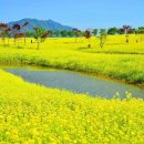 순천만 뜰 | 순천만 유채꽃 &amp; 튤립 완벽 가이드 2026 | 개화 시기 · 명소 · 현지 맛집까지 총정리 🌼