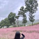 핑크멍 | 천안 대형 카페 핀스커피 후기 및 핑크뮬리 개화 현황