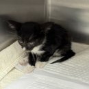 부일동물병원 이미지