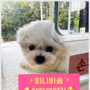 미니퍼피 이미지