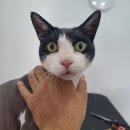 아꼬운몽 이미지