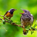 비발디의아침 네이버블로그