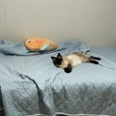 우쭈쭈 내강아지 이미지