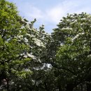 이곡장미공원 이미지