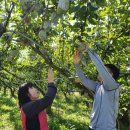 배나무농장 이미지