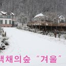 색채의 숲 이미지