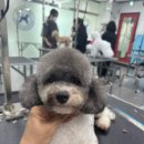 프로펫애견종합전문교육원