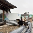 전주 한옥마을 맛집 교동석쇠불고기 내돈내산 후기 🐶 강아지에 홀려서 불고기 먹은 곳