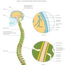 sub-occipital release. myodural release 참 좋은 치료기법이네. 이미지