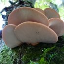 소혀버섯 [Beefsteak polypore fungus] 이미지