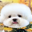 김언니 펫살롱 이미지