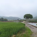 15단지 교차로 Daum카페