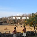 [오후N] 왕초보도 할 수 있다- 수채화로 꽃 그림 그리기 | 제주 아이와 가볼만한곳 동물먹이주기체험 애월 [도치돌알파카목장]