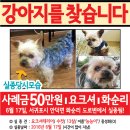 강아지를찾습니다,고양이를찾습니다,강아지,고양이,전단지,동물찾기,잃어버린동물,실종,분실,유기견 이미지