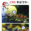 CRS 등급 (펌) 이미지