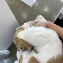 달고나 펫살롱 이미지