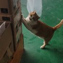 금동이네