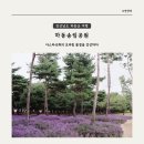 하동포구공원1 | [하동 여행] 하동송림공원에서 만난 보랏빛 물결 아스타국화 감상 후기
