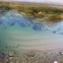 로얄애견 이미지