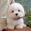 부산강아지분양 고양이분양 베스트펫 본점 | 강아지분양샵 선택 시 확인할 것