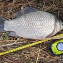 교동멧돼지 이미지