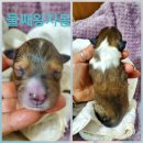 대영동물병원 이미지