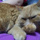 그루밍, 안나 이미지