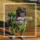 멍멍드림 | 광주 근교 애견카페 나주 멍멍드림 다녀온 후기