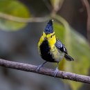 Yellow-cheeked Tit 이미지