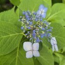 역삼-1289 이미지