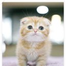 청담고양이 이미지