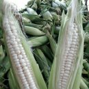 옥수수민박 이미지