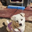 코기절미 이미지