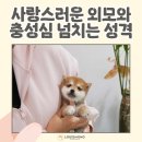 시바견 전문 가도켄넬 | 파주 시바견 새로운 가족을 만나다