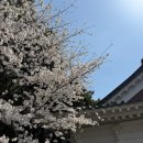 삼성혈 | 제주 벚꽃명소 : 삼성혈, 전농로 벚꽃거리