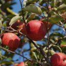 김현덕농장 이미지