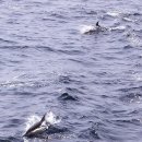 [동물의 세계] 울산 앞바다의 참돌고래떼 이미지