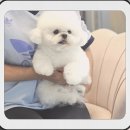 멍멍이천국 이미지