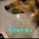 도도한댕댕 네이버블로그