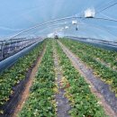 안태농장 | 밀양가볼만한곳 - @삼랑진 벚꽃오거리 , @딸기체험 정해딸기