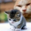 크린챔프 이미지