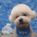 바비펫살롱 이미지