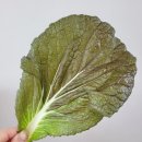 크린앤청 | 내돈내산 스토어팜 아침에 샐러드, 아삭아삭 신선한 샐러드 쌈채소 산지직송 (15일 먹은 후기)