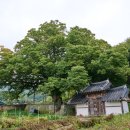 남원 진기리 느티나무 | 남원 진기리 느티나무