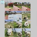 장수멍냥 이미지