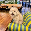 달리는부대찌개 | 의정부 강아지 동반식당 어반밸리 부대찌개 후기