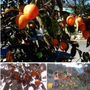 감익는 민하마을 영농조합법인 | 설 명절 선물로 좋은 감익는 민하마을 곶감 맛보세요!! with 정읍단풍미인쇼핑몰