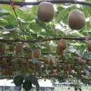 준우농장 이미지