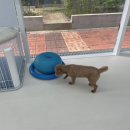 봉쥬르 밀크숑 이미지